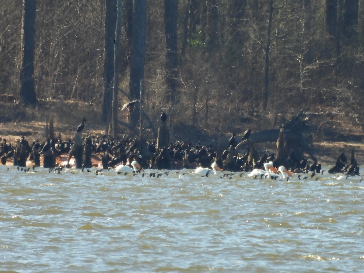 American White Pelican - ML632462814