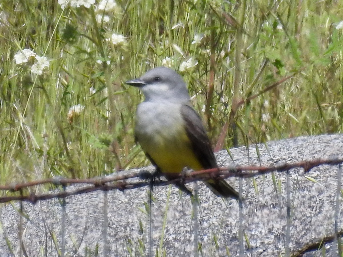 Western Kingbird - ML632462816