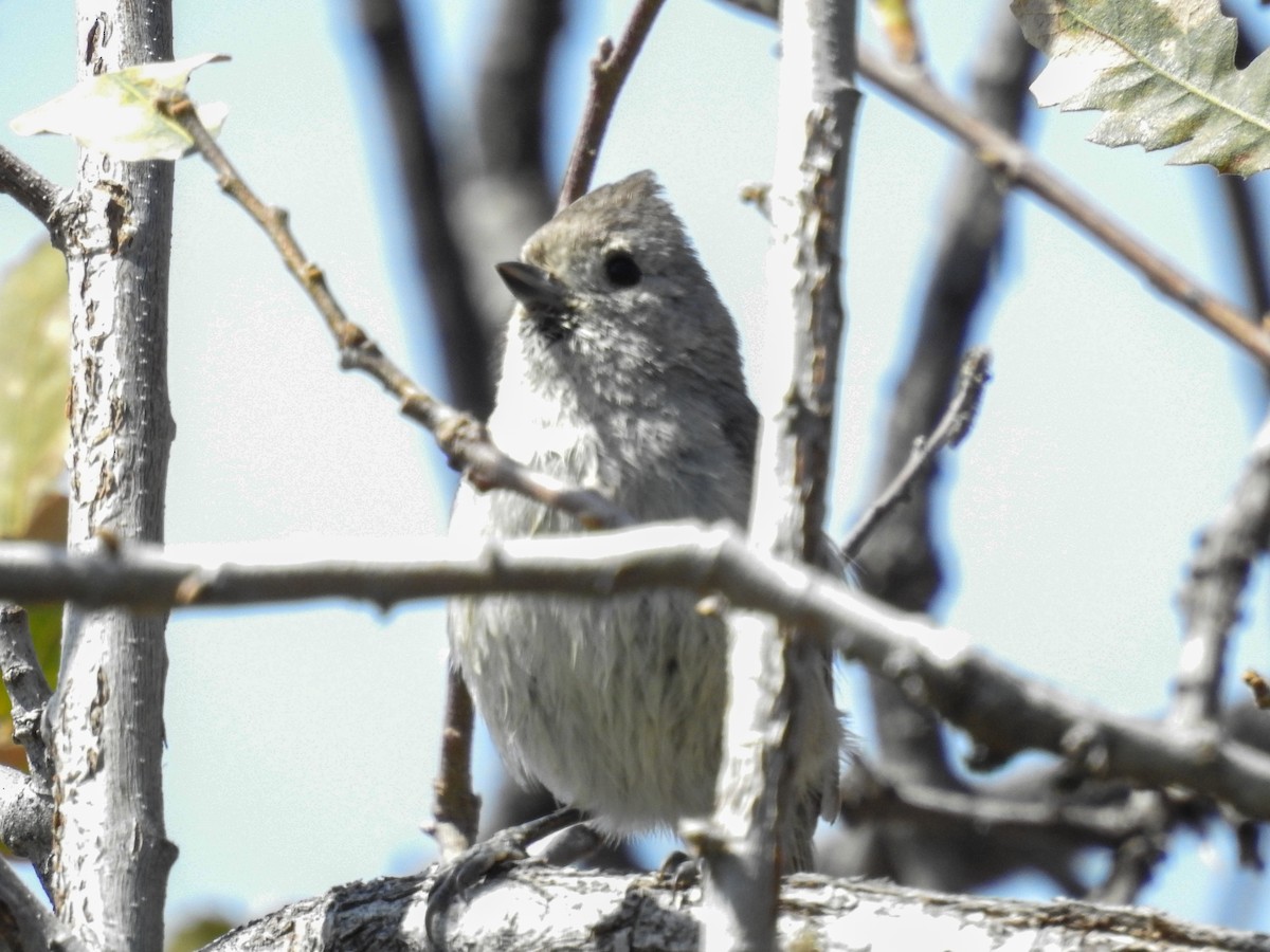 Oak Titmouse - ML632462821