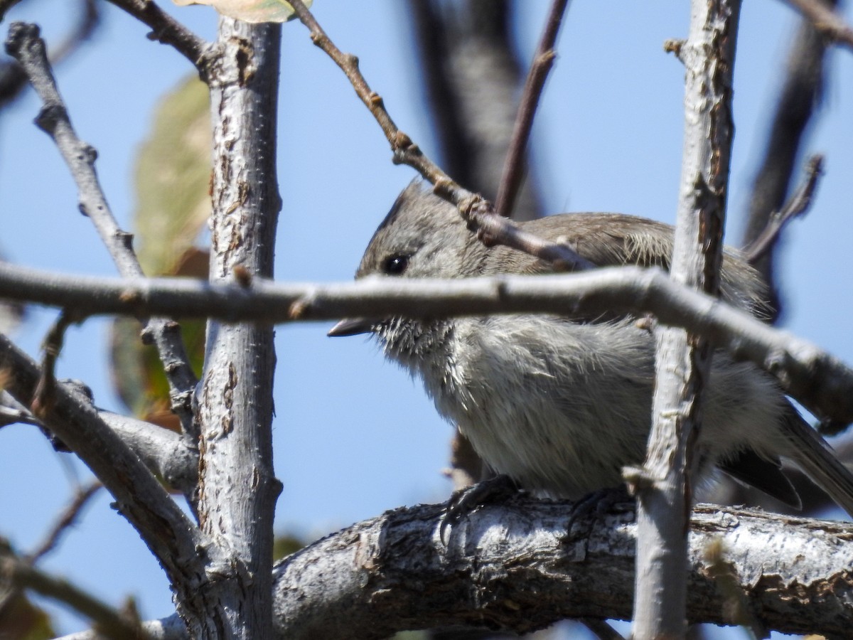 Oak Titmouse - ML632462822