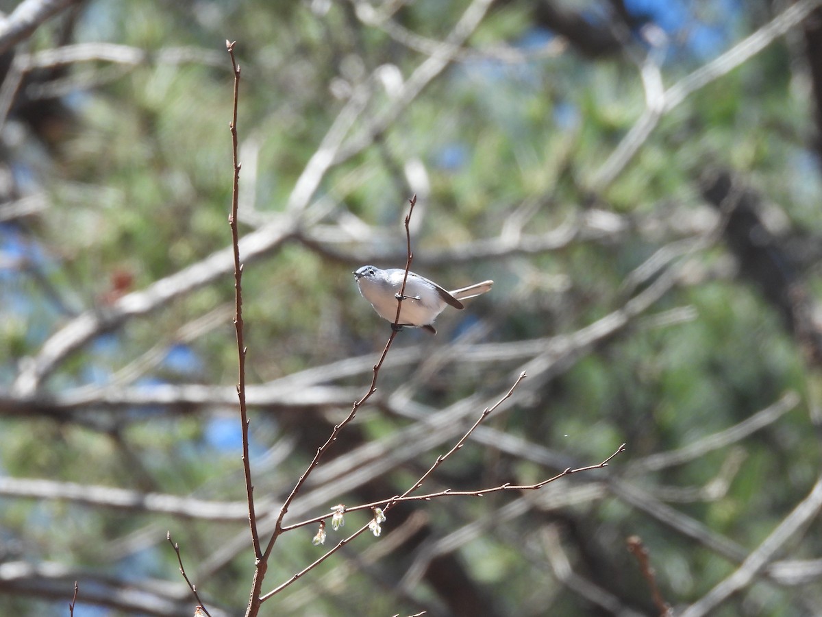 Blue-gray Gnatcatcher - ML632462825