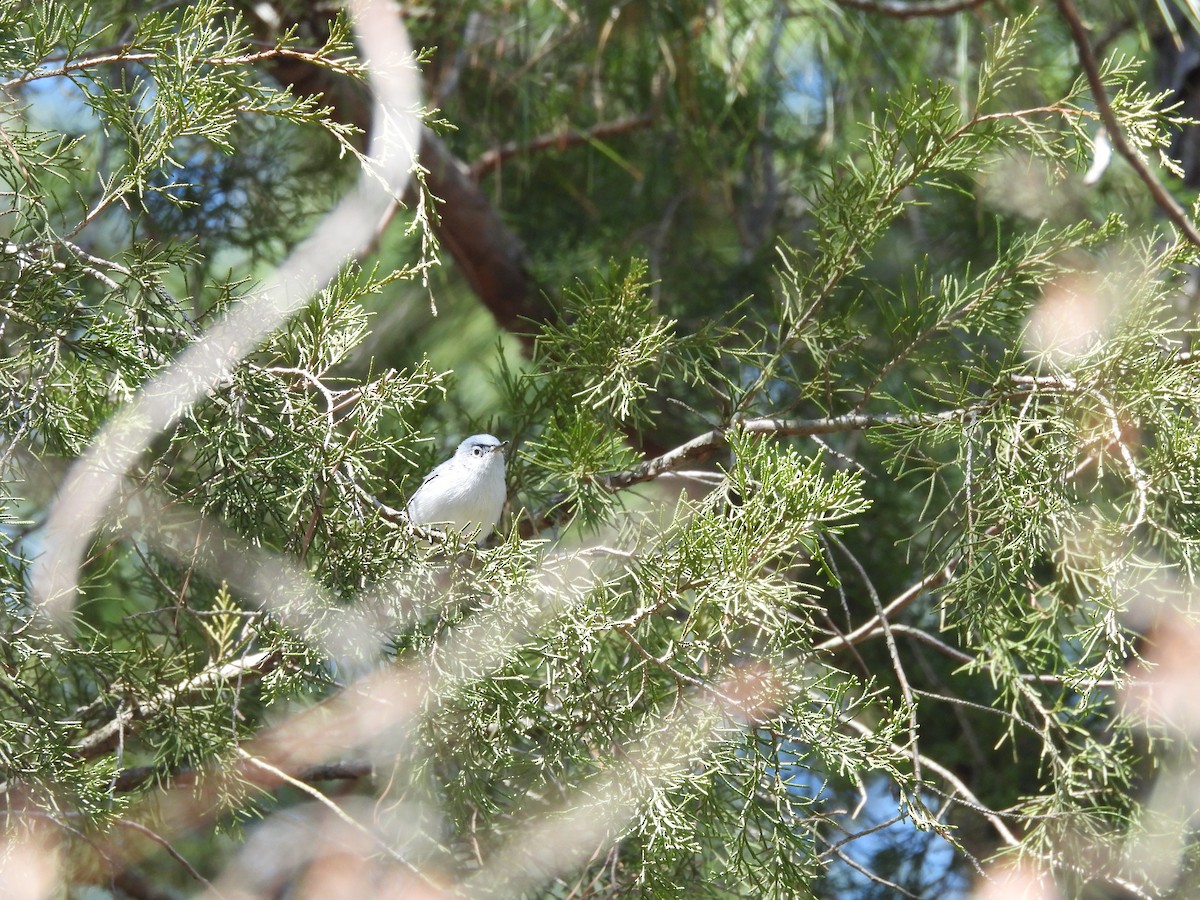 Blue-gray Gnatcatcher - ML632462826