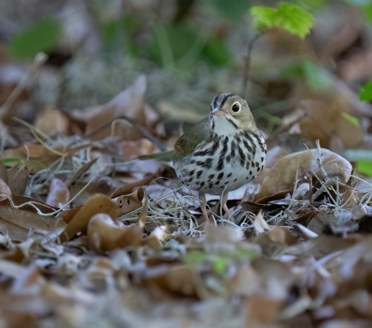 Ovenbird - ML632462838