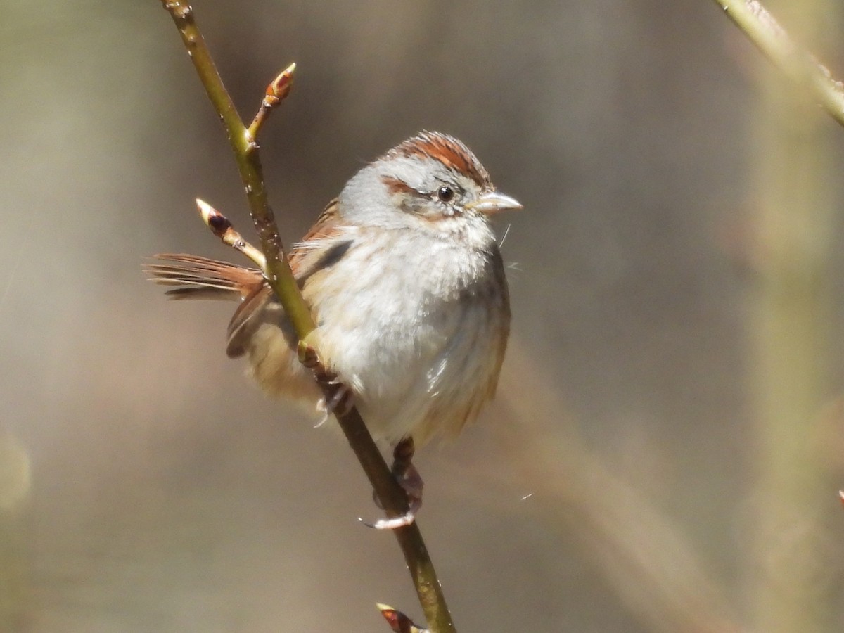 Swamp Sparrow - ML632462840