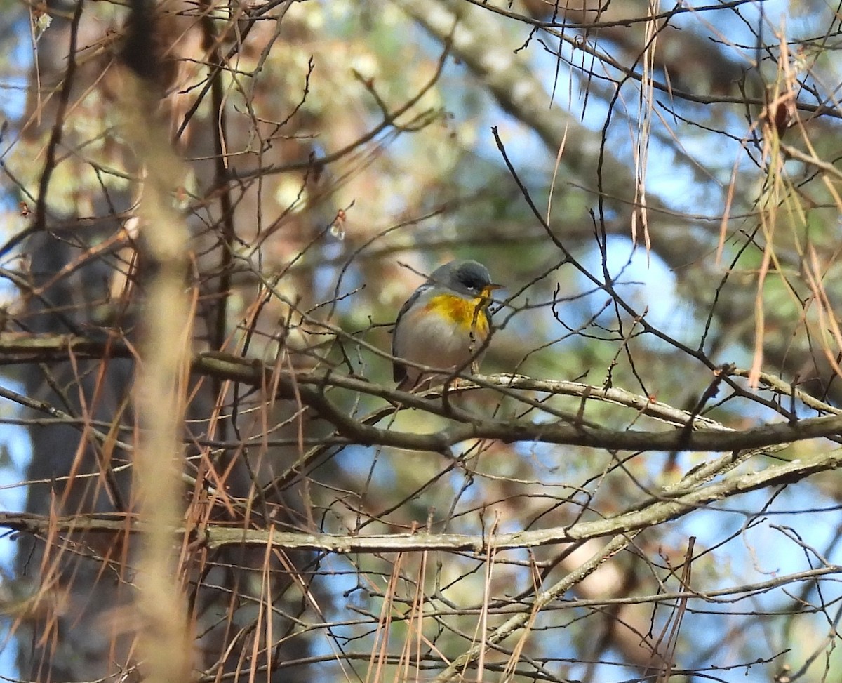 Northern Parula - ML632462848