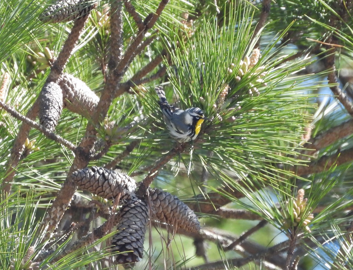 Yellow-throated Warbler - ML632462855