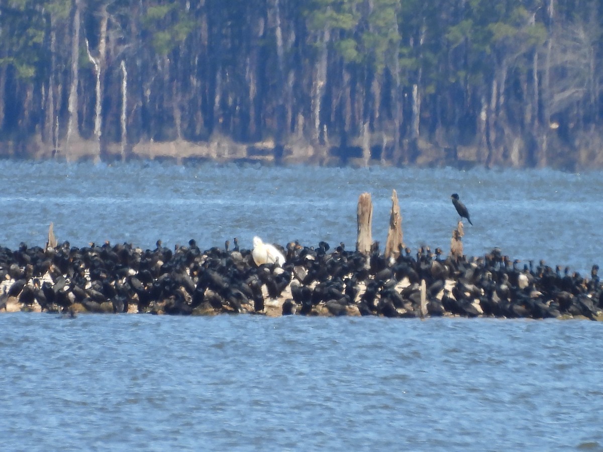American White Pelican - ML632462913