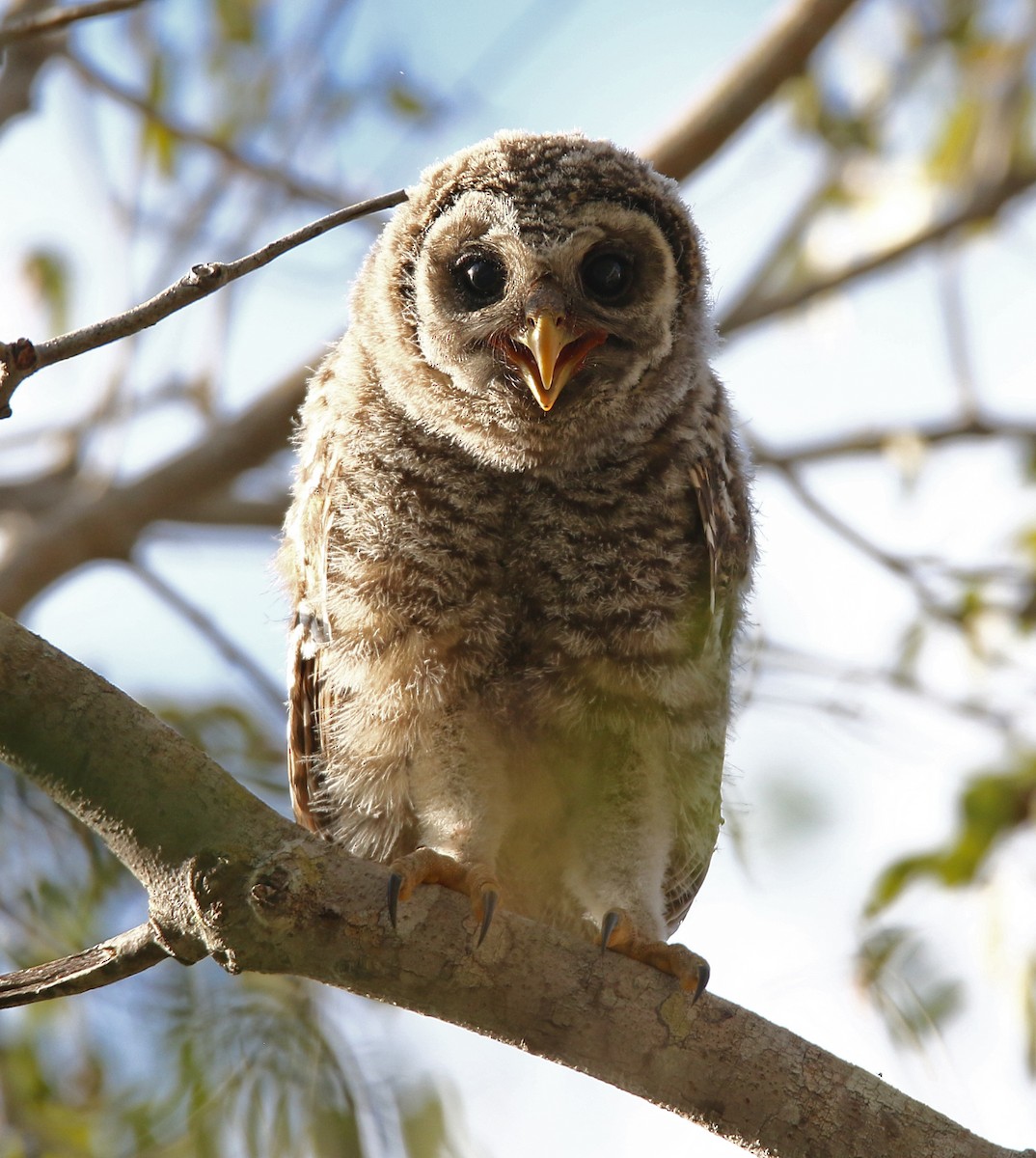 Barred Owl - ML632462937