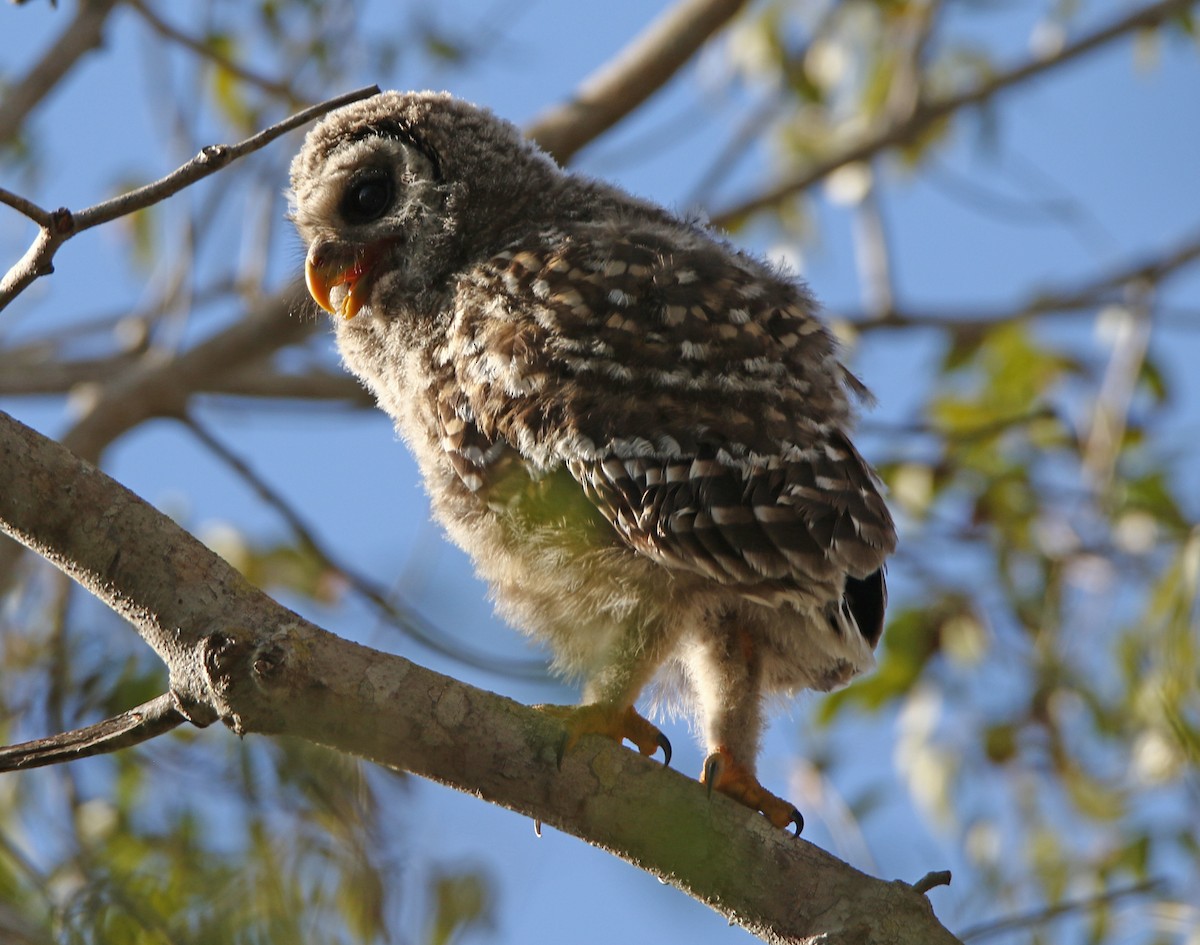 Barred Owl - ML632462943