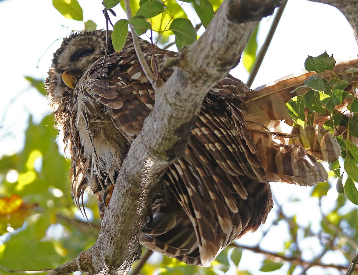 Barred Owl - ML632462945