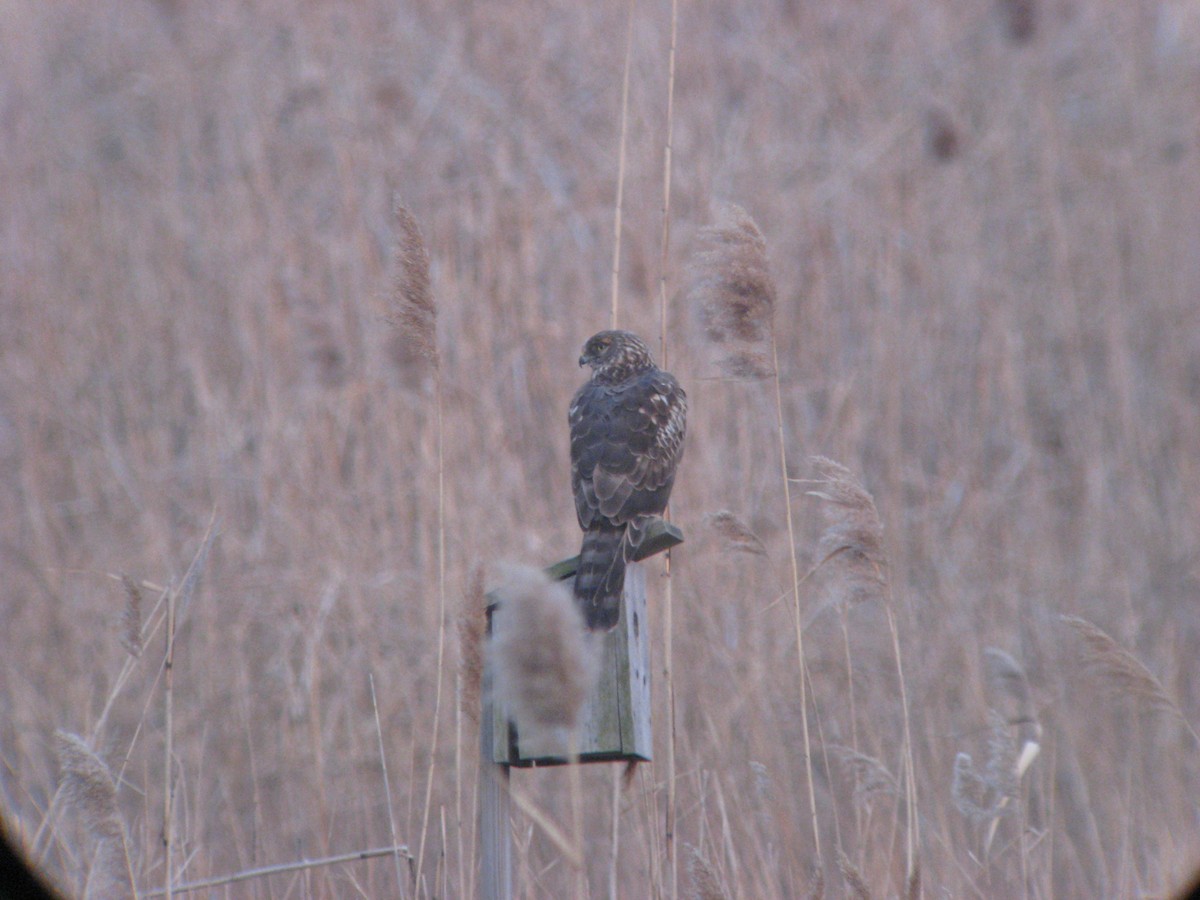 Northern Harrier - ML632462972