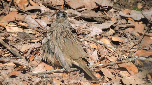 Golden-crowned Sparrow - ML632462987