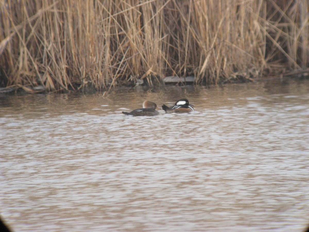Hooded Merganser - ML632463003