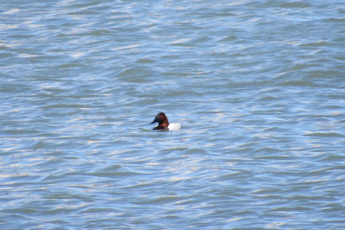 Canvasback - ML632463038