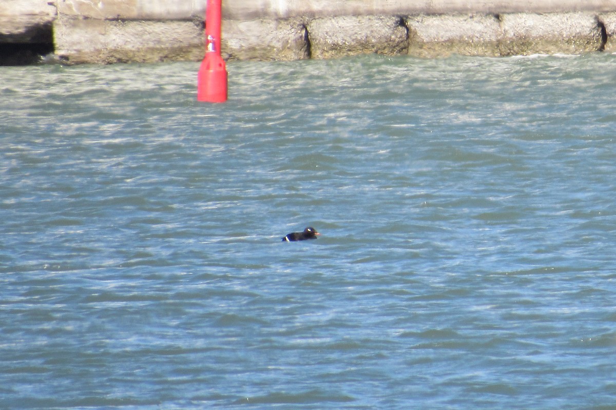 White-winged Scoter - ML632463058