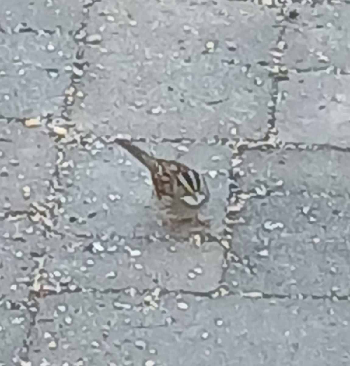 White-throated Sparrow - ML632463145