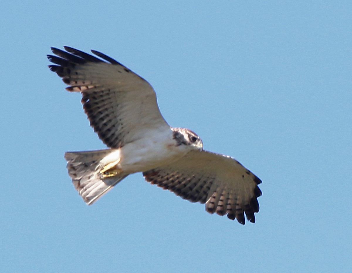 Short-tailed Hawk - ML632463226
