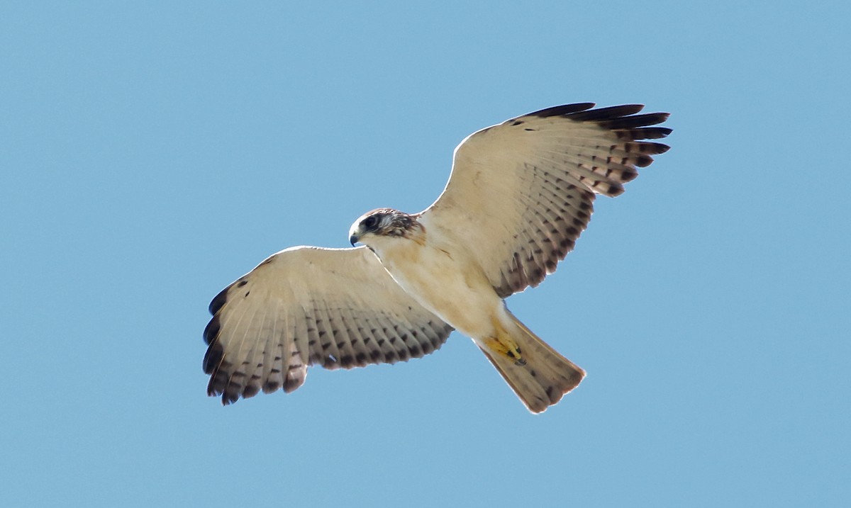 Short-tailed Hawk - ML632463227