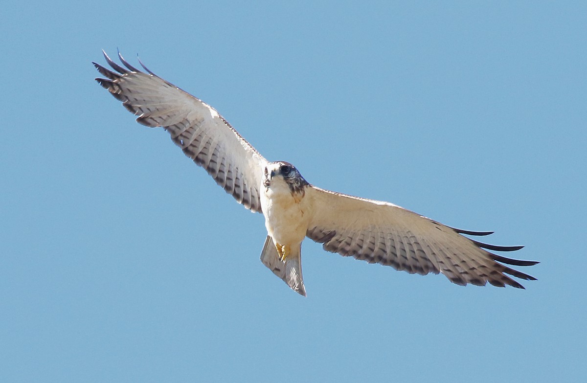 Short-tailed Hawk - ML632463228