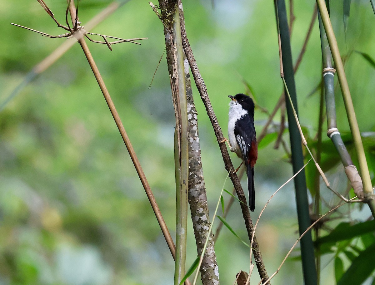 Rufous-backed Sibia - ML632463439