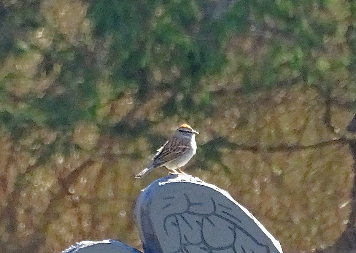 Chipping Sparrow - ML632463543