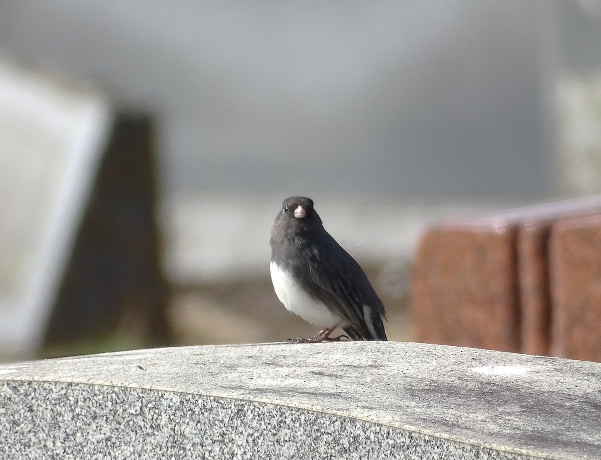 Dark-eyed Junco - ML632463546