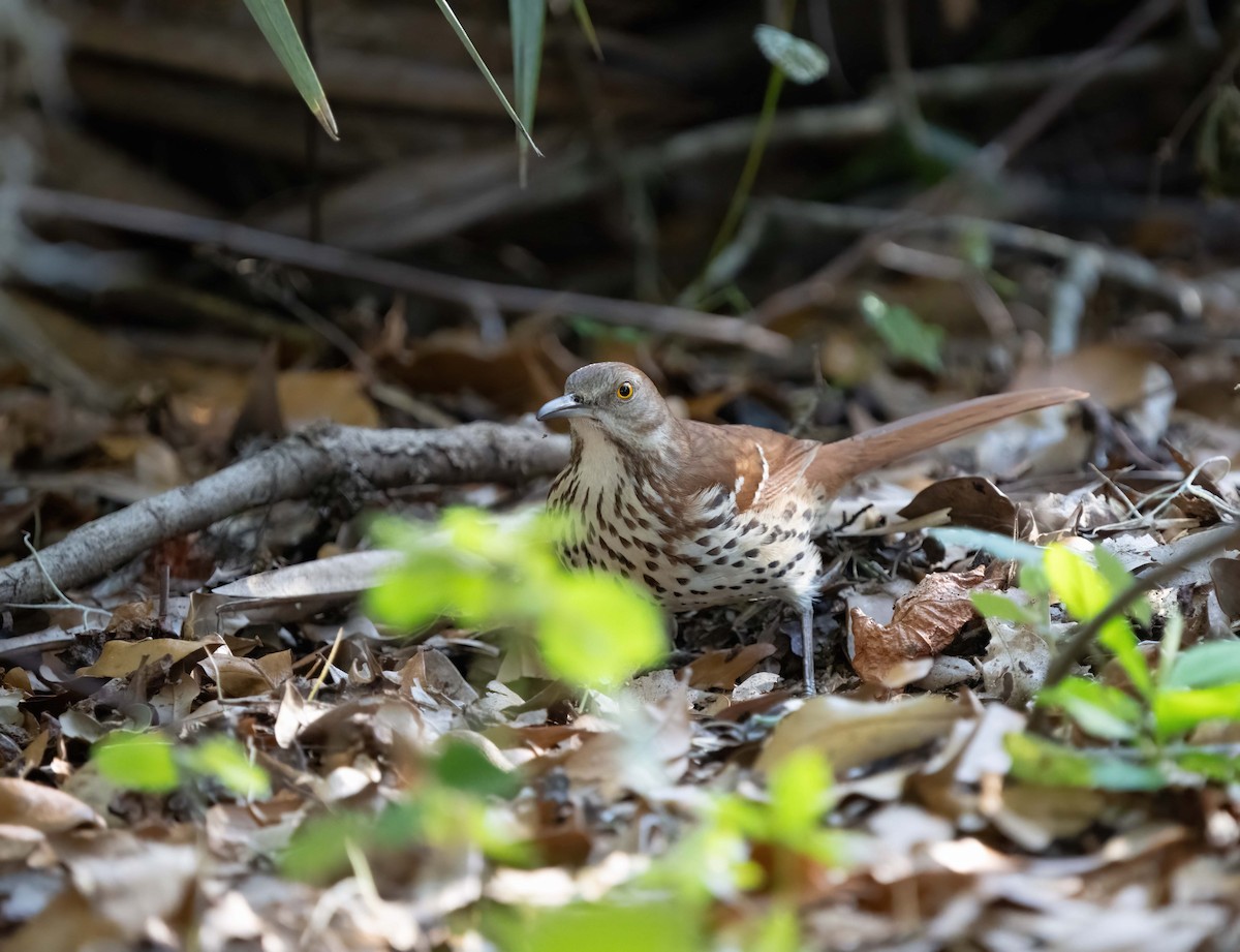Brown Thrasher - ML632463577