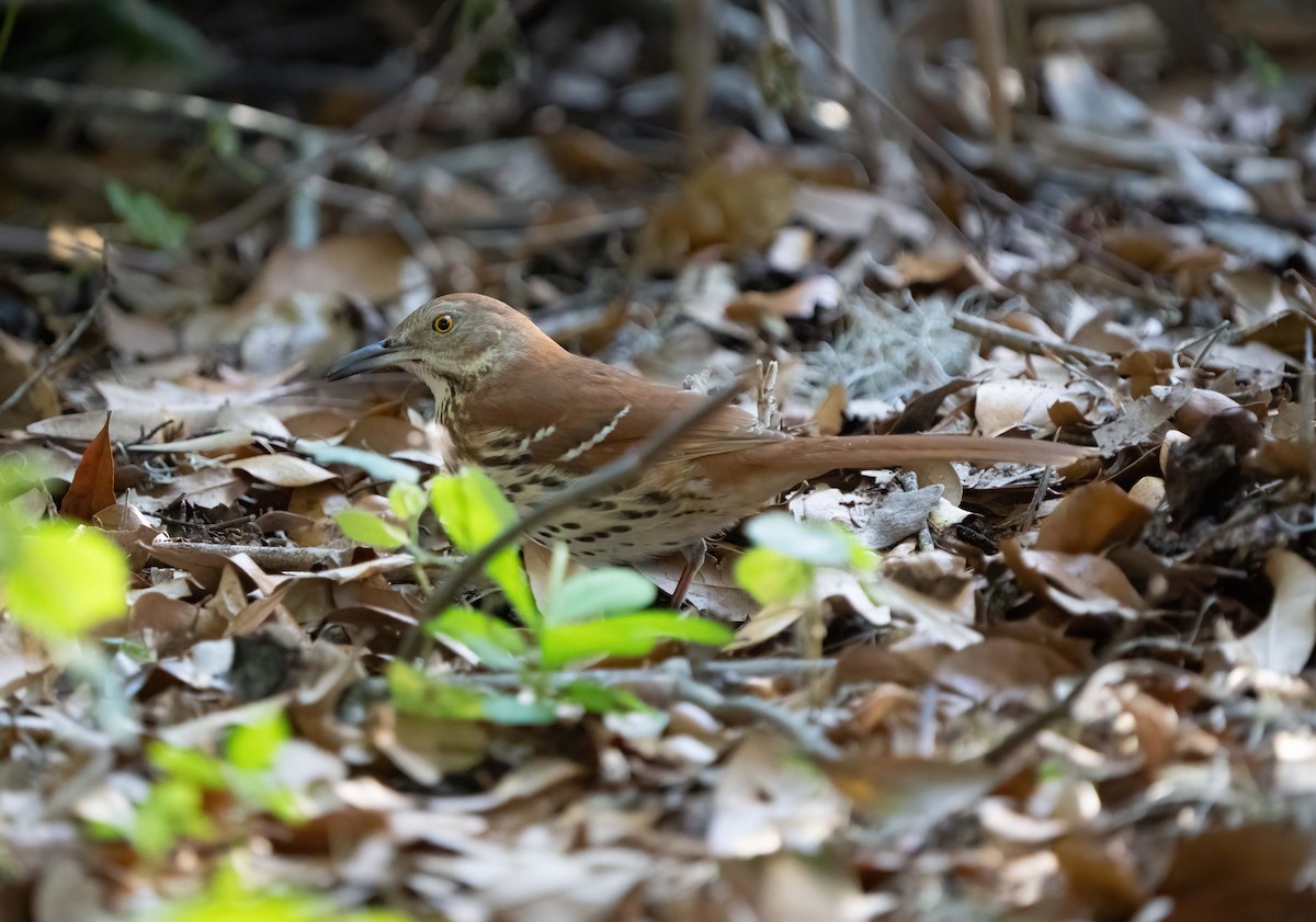 Brown Thrasher - ML632463578