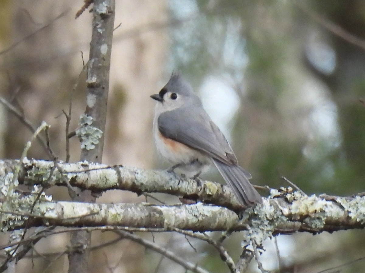Tufted Titmouse - ML632463782