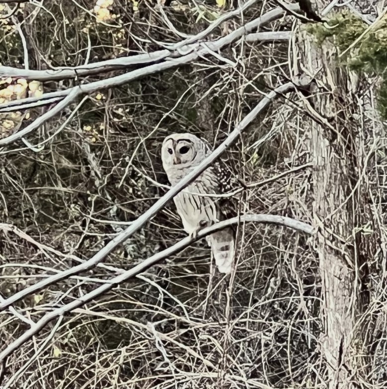 Barred Owl - ML632464143