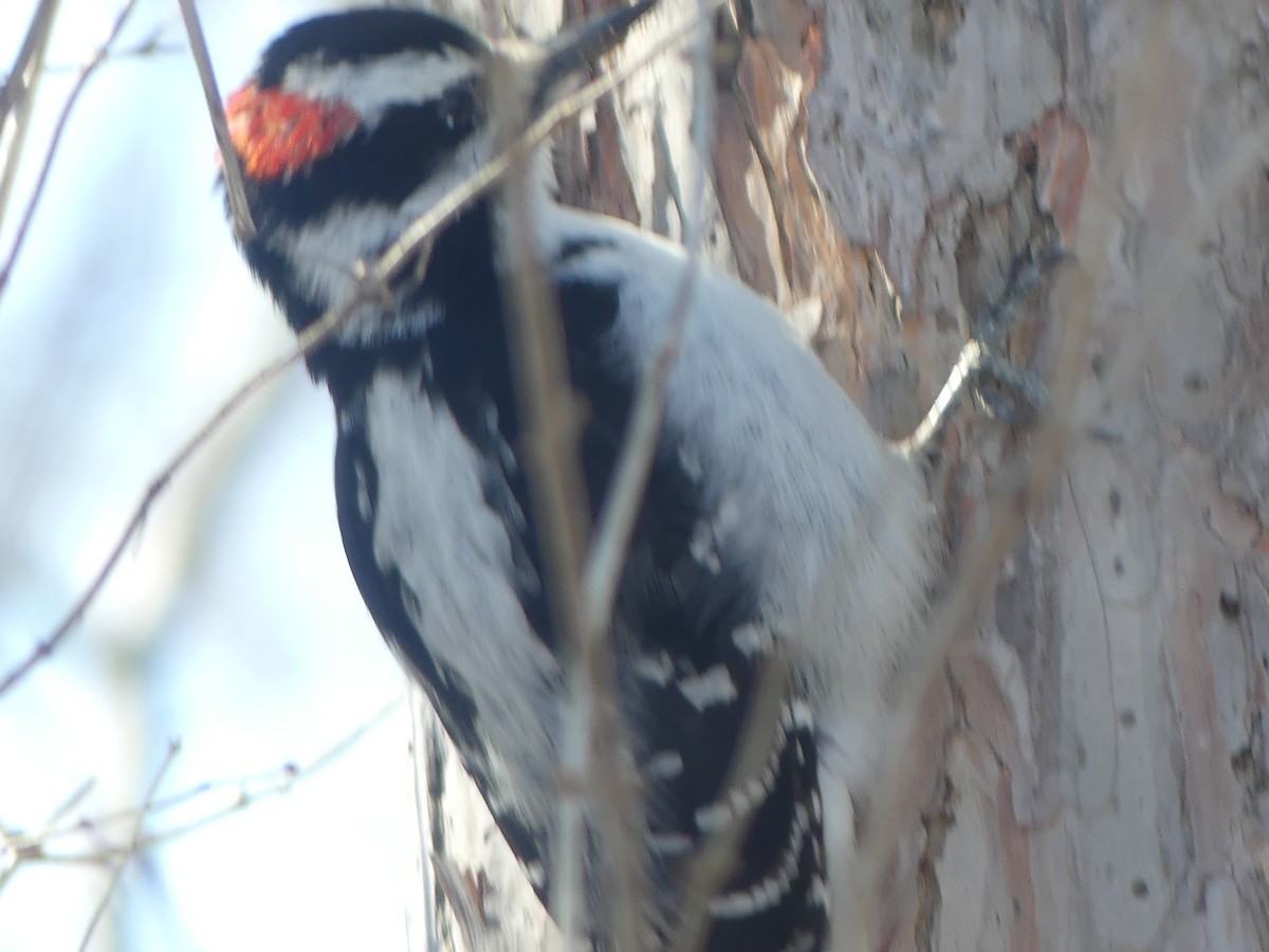 Hairy Woodpecker - ML632464380
