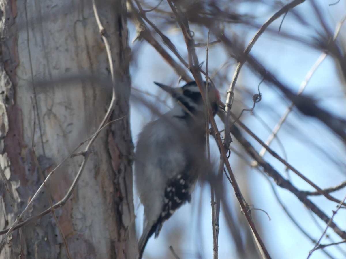 Hairy Woodpecker - ML632464381