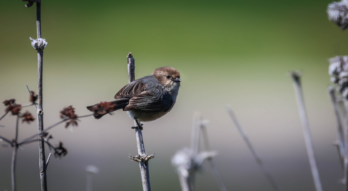 Bushtit - ML632464432