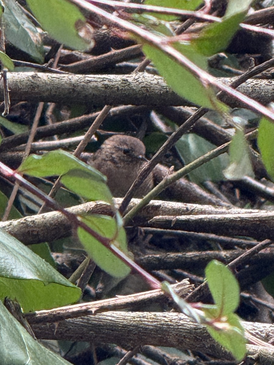 Winter Wren - ML632464562