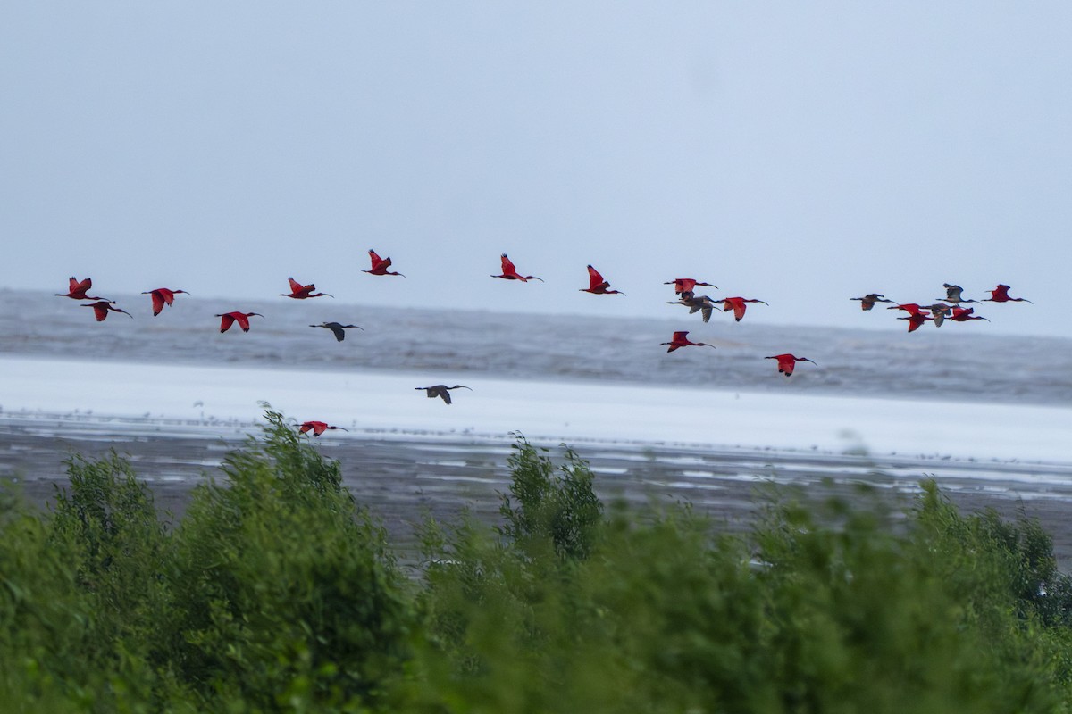 Scarlet Ibis - ML632464658
