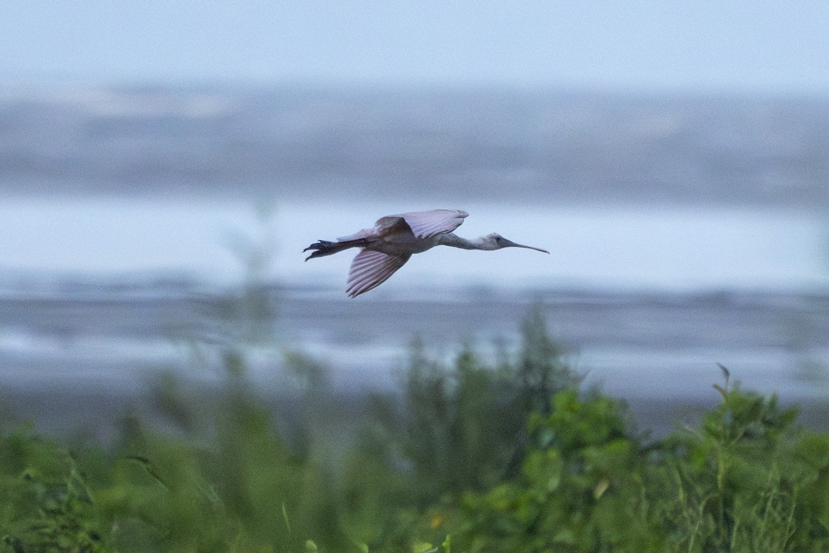 Roseate Spoonbill - ML632464695