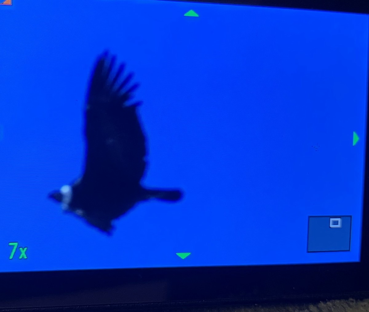 Andean Condor - ML632464697