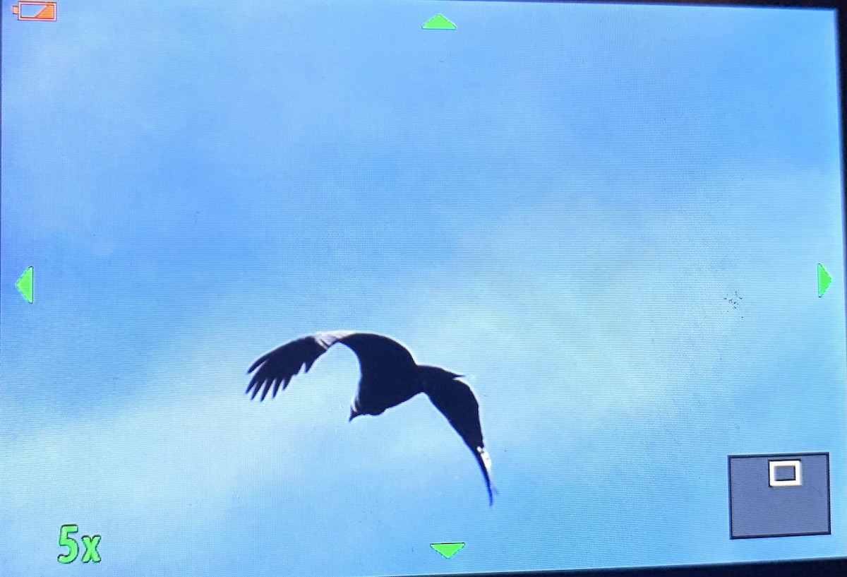 Andean Condor - ML632464698