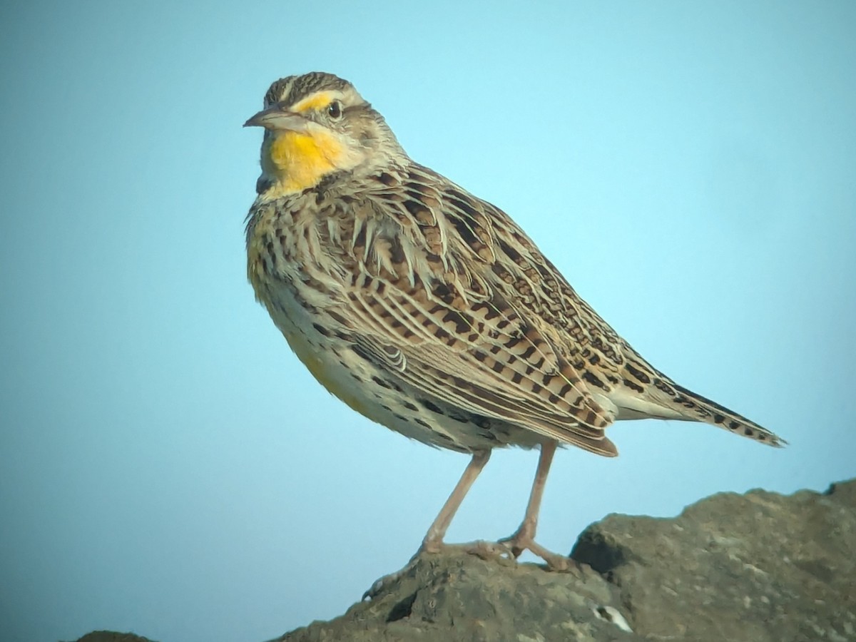 Western Meadowlark - ML632464710