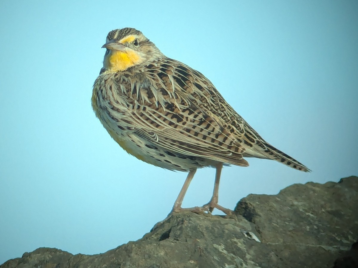 Western Meadowlark - ML632464713