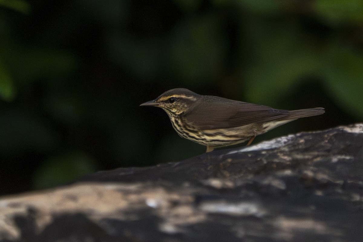 Northern Waterthrush - ML632464716