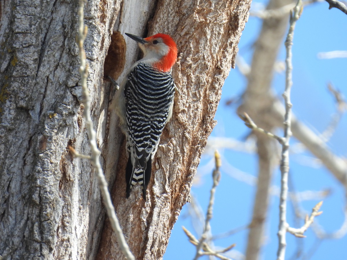 Red-bellied Woodpecker - ML632464784
