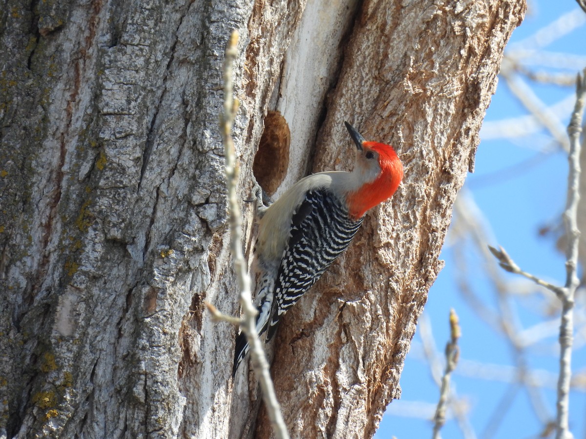 Red-bellied Woodpecker - ML632464785