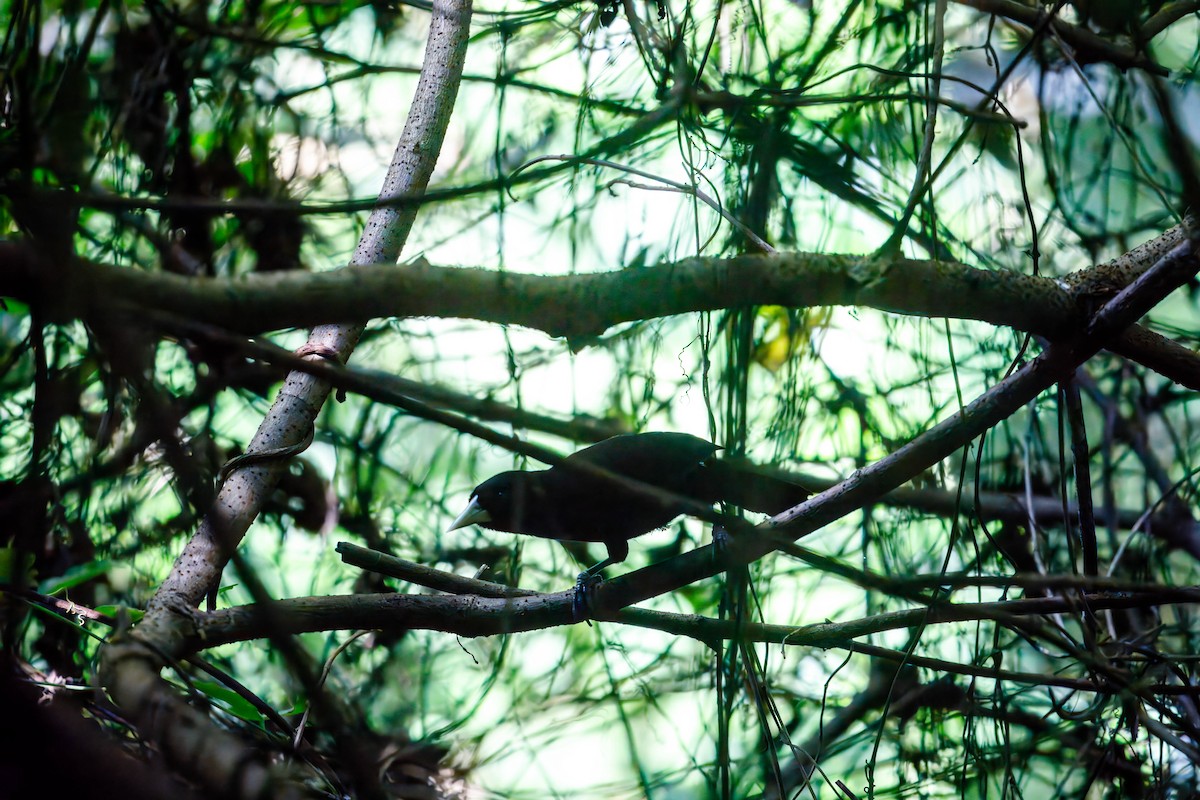 Yellow-billed Cacique - Melissa McMasters