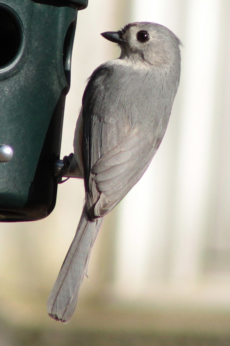 Tufted Titmouse - ML632465007