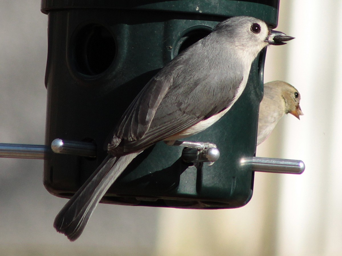 Tufted Titmouse - ML632465008