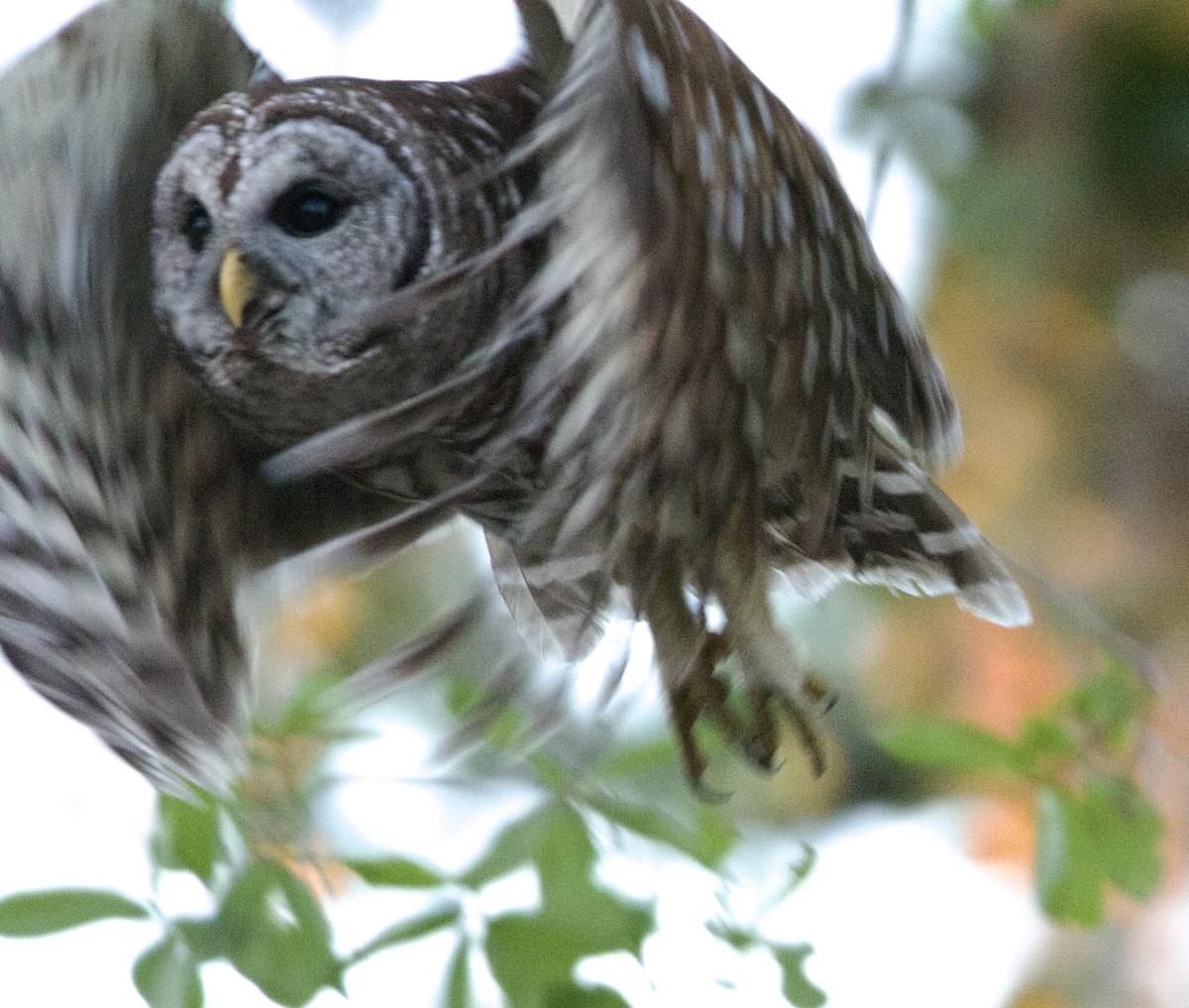 Barred Owl - ML632465023