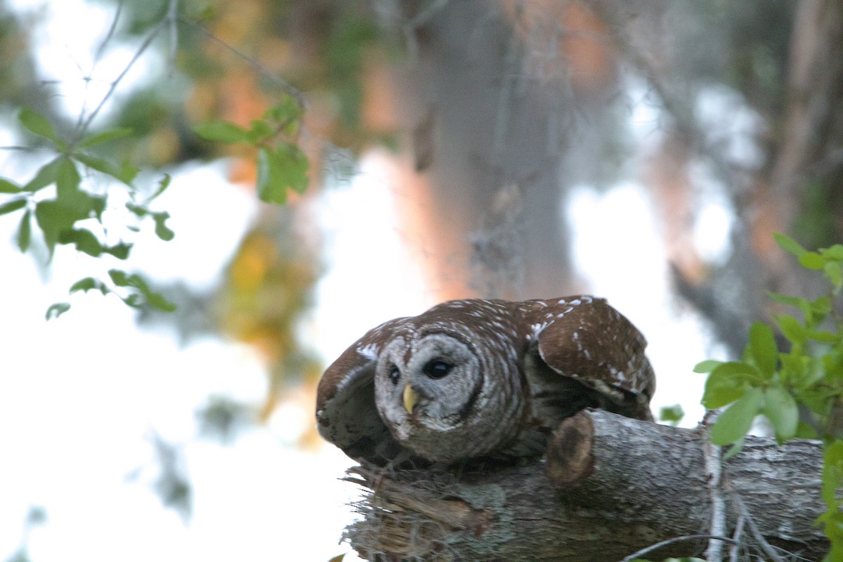 Barred Owl - ML632465024