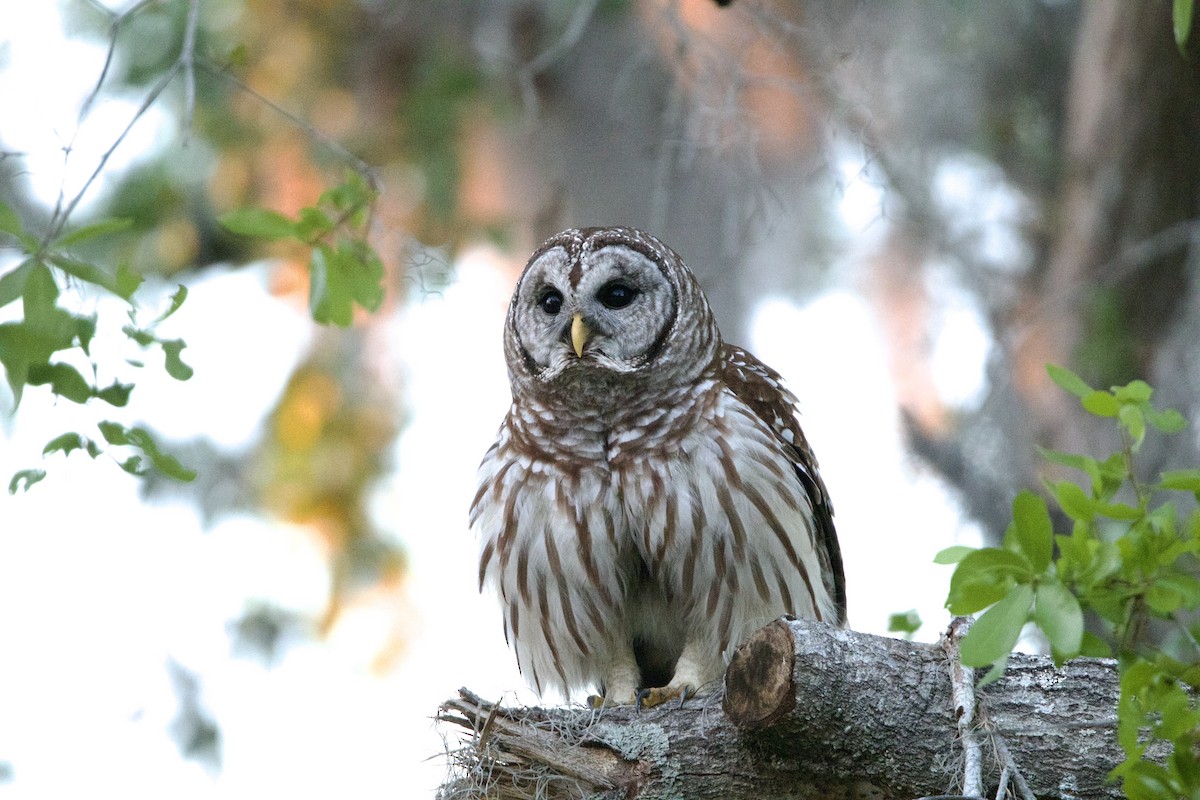 Barred Owl - ML632465025