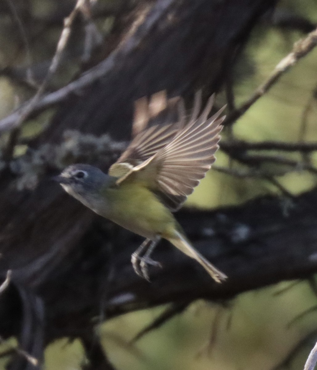 Graukopfvireo - ML632465034